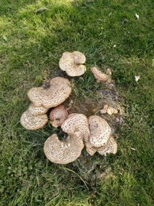 A clump of mushrooms growing on a tree stump.