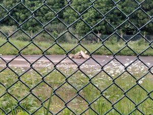 A photo of a patch of land behind a chicken wire fence, with plants in the foreground and a small pile of white rocks in the background.