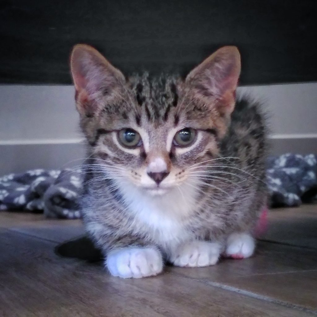 Cute kitten staring right at you.